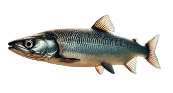 Alose (Alosa alosa)
