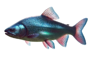 Bouvière (Rhodeus sericeus)