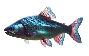 Bouvière (Rhodeus sericeus)