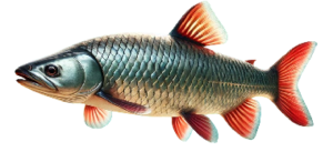 Ide mélanote (Leuciscus idus)