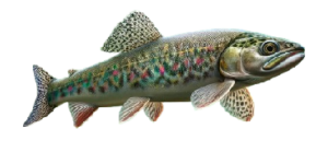 Ombre commun (Thymallus thymallus)