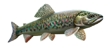 Ombre commun (Thymallus thymallus)